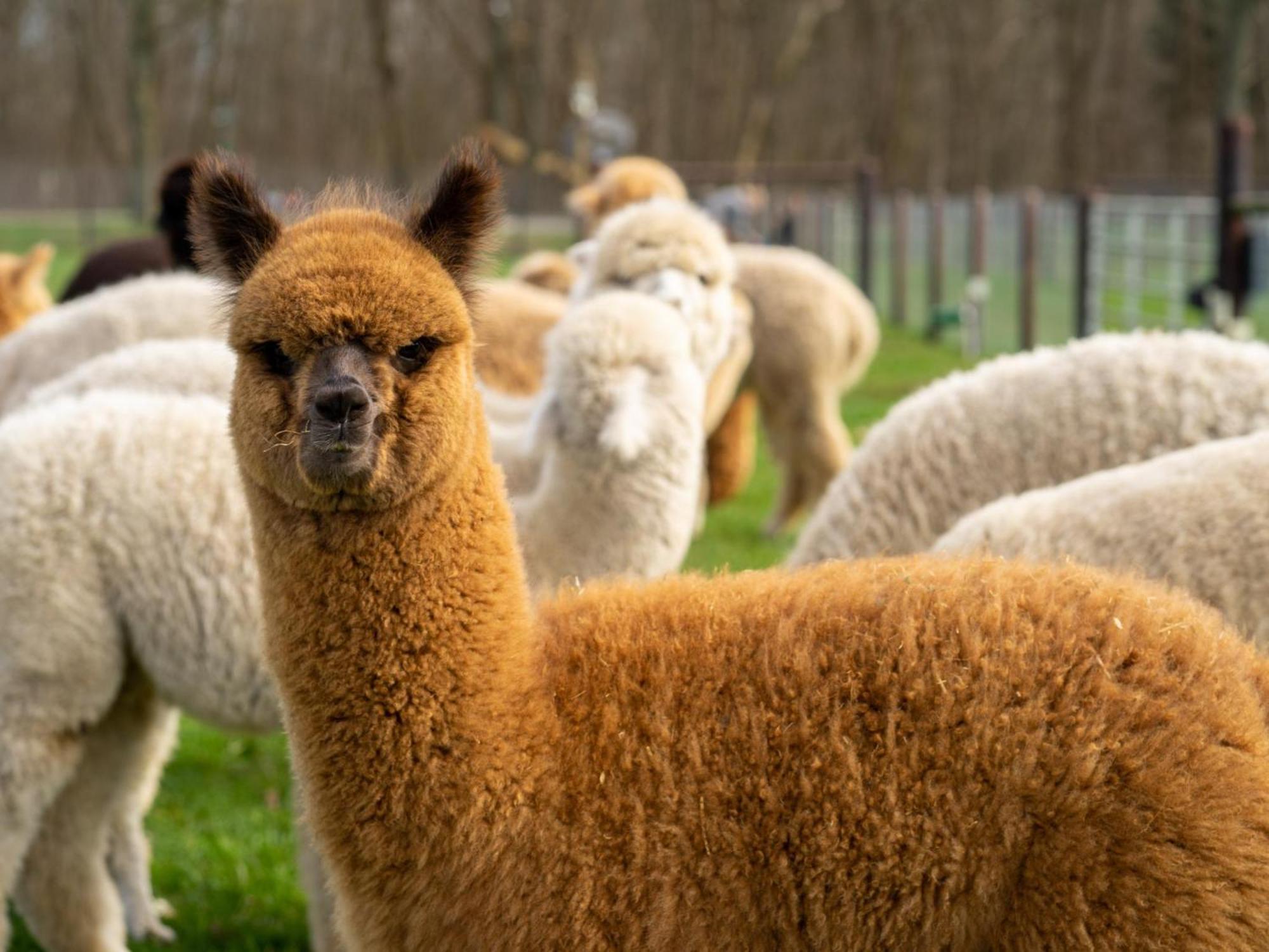 Alpacafarm Vorstenbosch 외부 사진