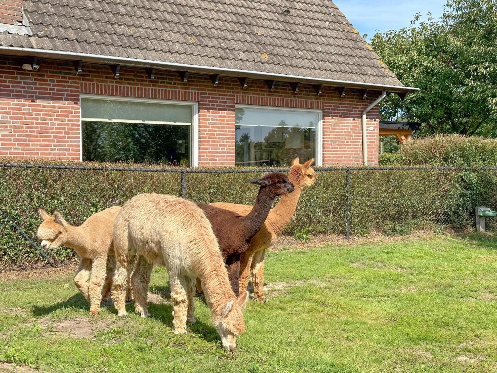 Alpacafarm Vorstenbosch 외부 사진