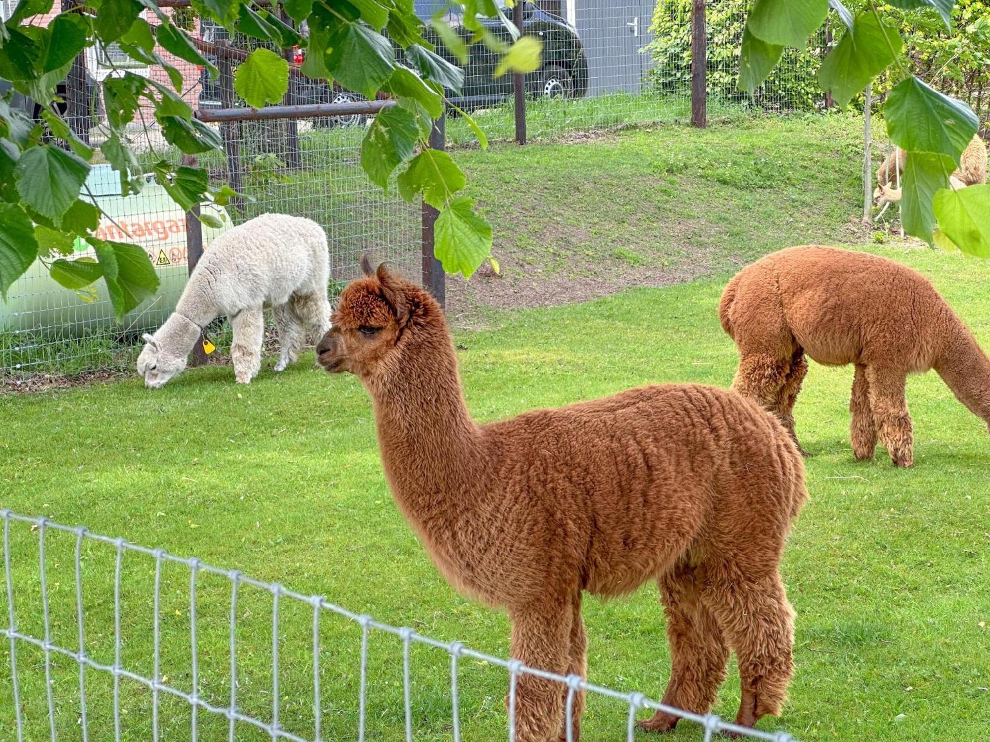 Alpacafarm Vorstenbosch 외부 사진